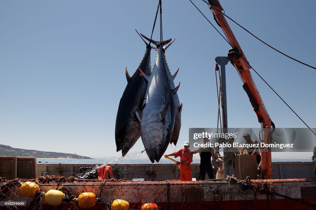 Traditional Blue Fin Tuna Fishing Off The Coast Of Spain