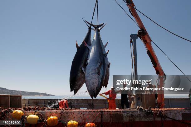 Fishermen lift bluefin tunas from the water to the boat during the end of the Almadraba tuna fishing season on June 3, 2014 near the Barbate coast,...