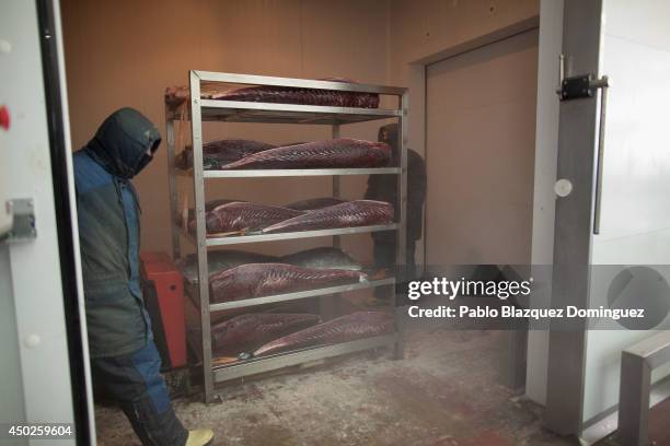 Employees prepare to store a shelve with bluefin tuna pieces inside a tunnel that will froze them at minus 60 degrees Celsius of temperature in a...