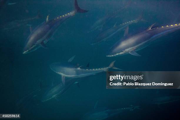 Bluefin tunas are seen swimming around the fishermen's nets during the end of the Almadraba tuna fishing season on June 3, 2014 near the Barbate...