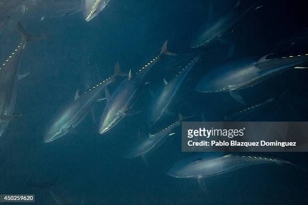 Bluefin tunas are seen swimming around the fishermen's nets during the end of the Almadraba tuna fishing season on June 3, 2014 near the Barbate...