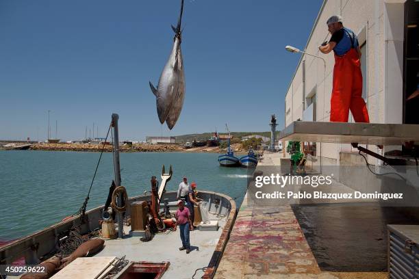 Operators lift bluefin tunas from the fishing boat straight to a fish plant to be cutted and frozen at minus 60 degrees Celsius of temperature during...