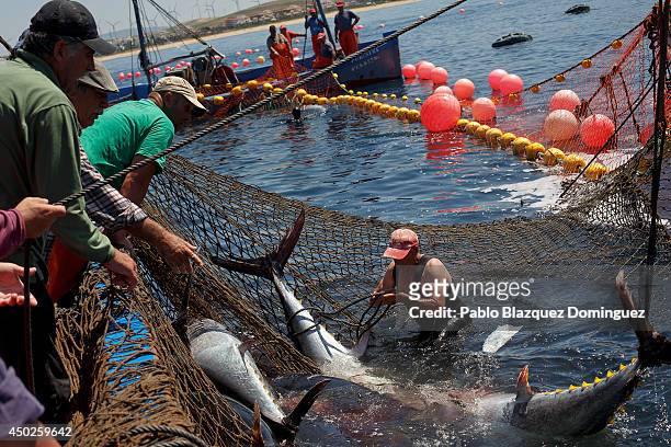 Fisherman ties a bluefin tuna tail in the water during the end of the Almadraba tuna fishing season on June 3, 2014 near the Barbate coast, in Cadiz...