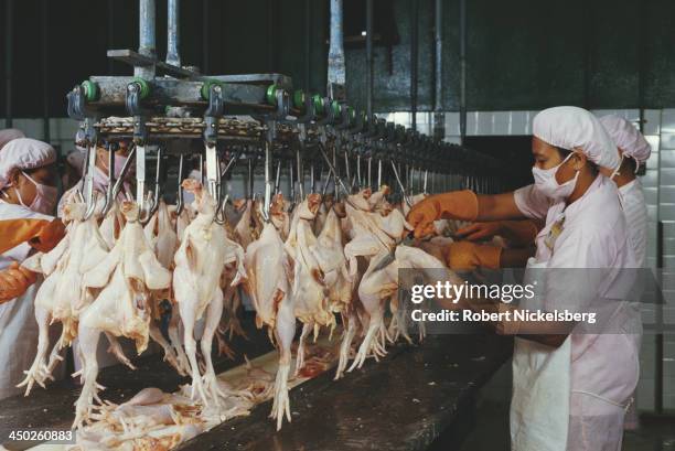 Poultry Process Worker Poultry Processing Plant Photos and Premium High Res Pictures - Getty ...