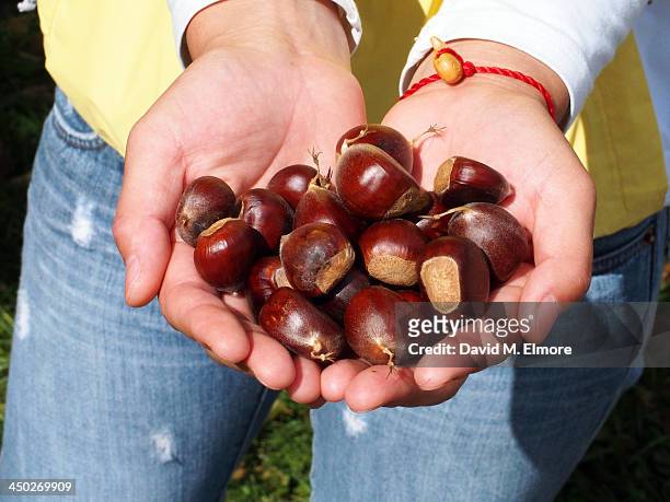 chestnuts - calças castanhas imagens e fotografias de stock