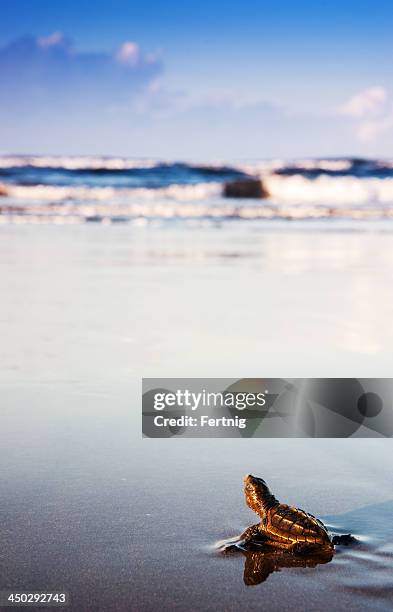 newly hatched turtle entering the surf in costa rica - sea turtle 個照片及圖片檔