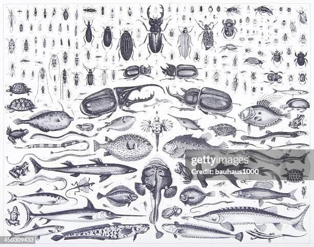 engraving: coleoptera and chordate - flounder stock illustrations