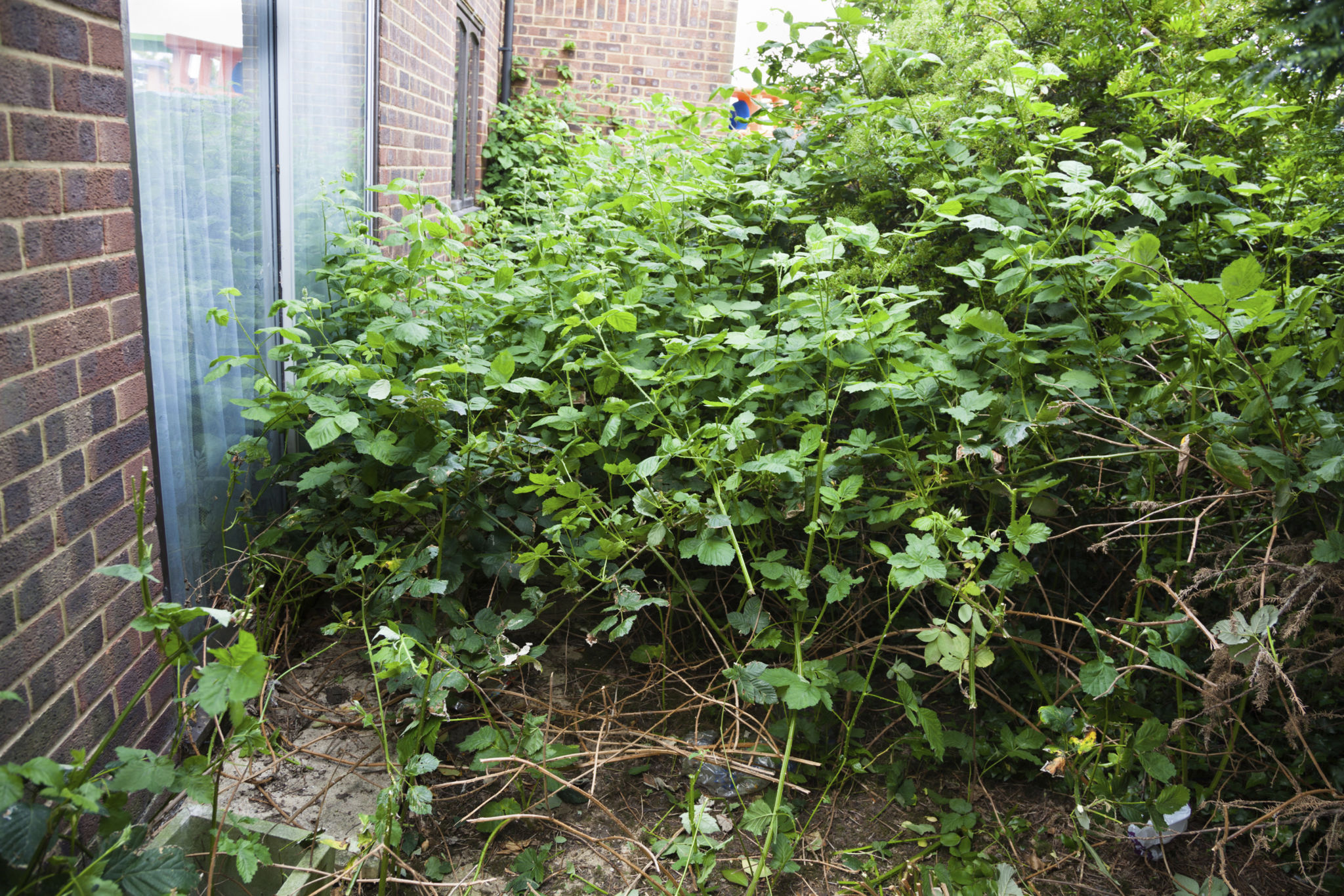 overgrown yard