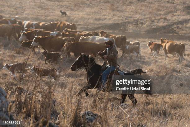 Israeli cowboy shay zerbib rides his horse as he herds his cattle back to the Merom Golan ranch on November 14, 2013 in the Israeli-annexed Golan...