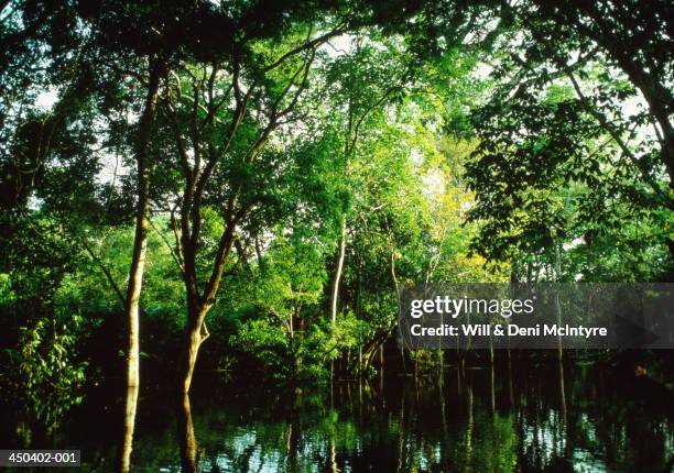 trees bowing over seasonal high waters, amazon jungle, brazil - brazil forest stock pictures, royalty-free photos & images