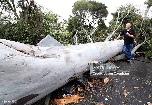 Kevin Buley of Auckland Zoo inspects an uprooted Eucalyptus Tree on June 11, 2014 in Auckland, New Zealand. The Auckland Zoo was closed for the day...