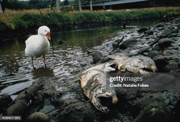 large salmon on river bank killed by toxic spill, white duck to left - animal muerto fotografías e imágenes de stock