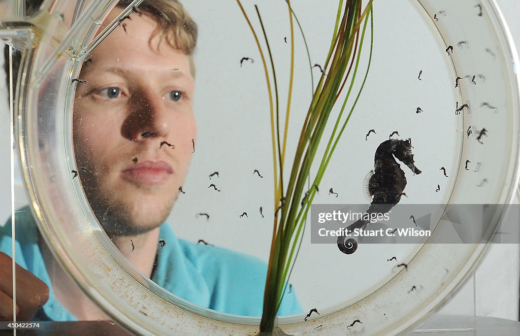 The SEALIFE London Aquarium Introduce Baby Seahorses