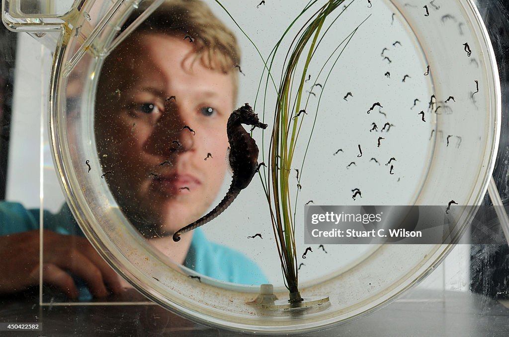 The SEALIFE London Aquarium Introduce Baby Seahorses