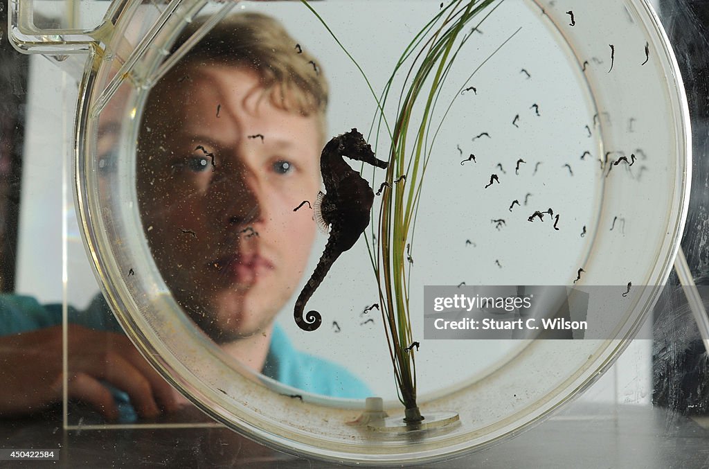 The SEALIFE London Aquarium Introduce Baby Seahorses