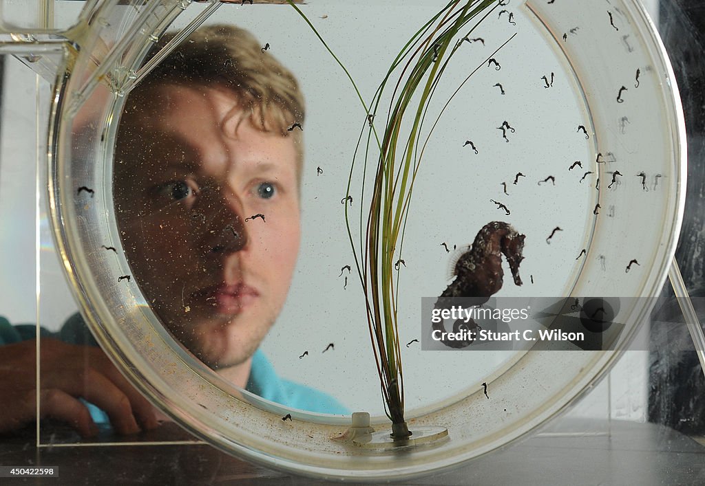 The SEALIFE London Aquarium Introduce Baby Seahorses