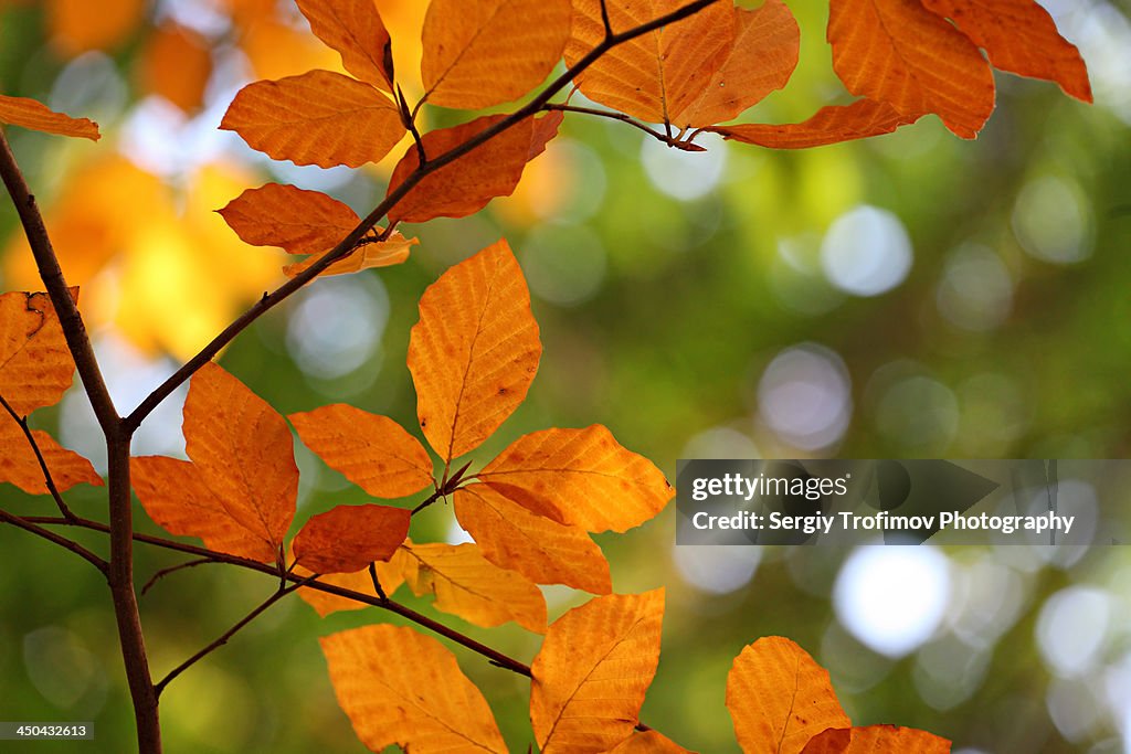 Autumn leaves and blurred background