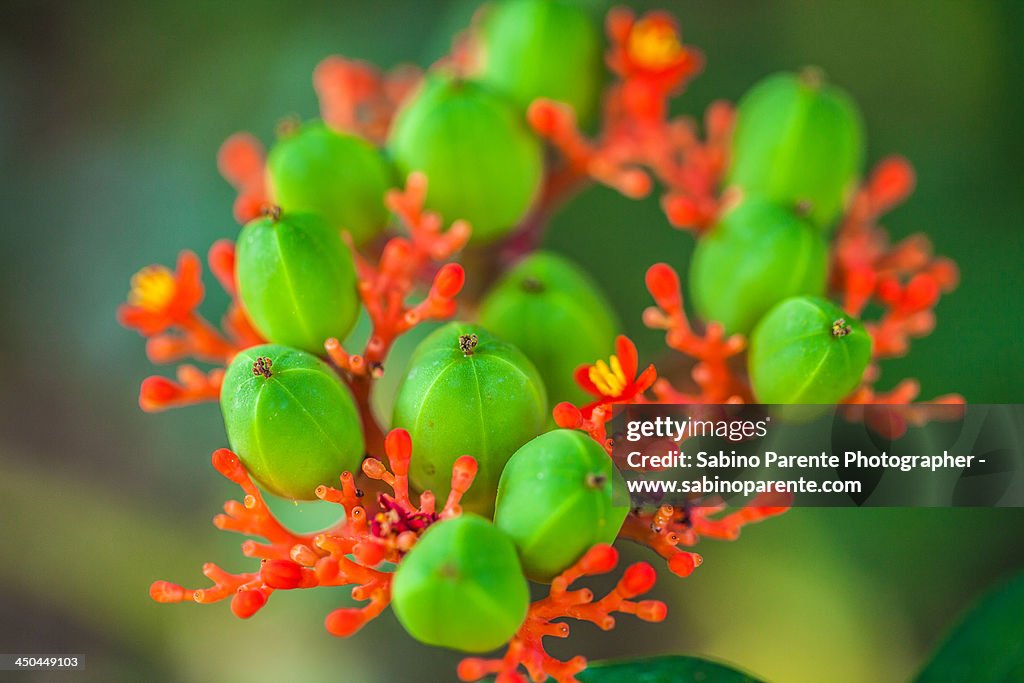 Tropical plant in Zambia