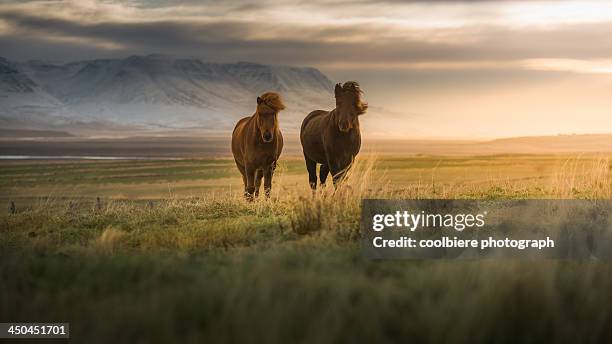 icelandic horses on the field - iceland stockfoto's en -beelden