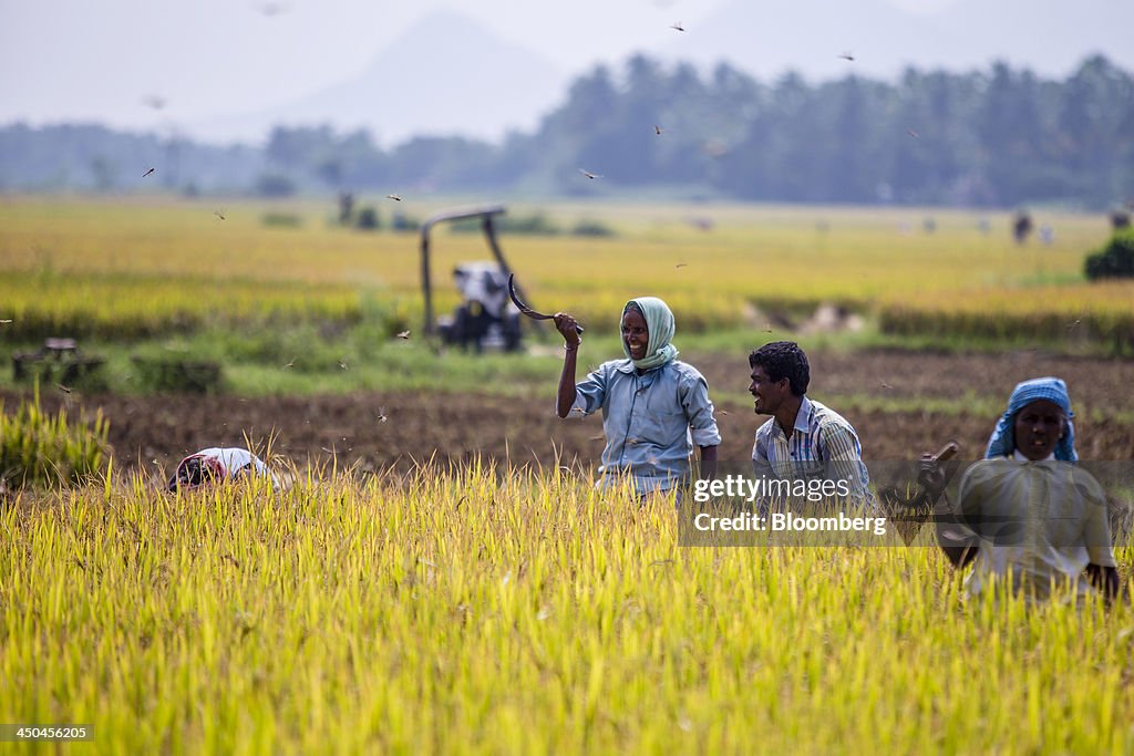 Farm workers cut and collect rice during a crop harvest in paddy ...
