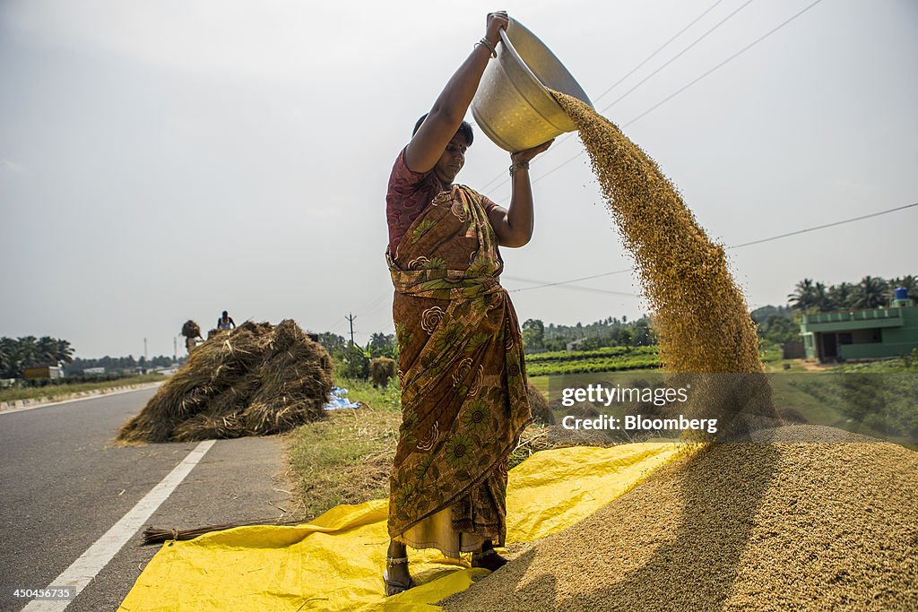 Rice Harvest As Prices Soar