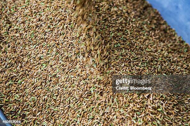 Rice grain pours from a threshing machine during a crop harvest near Thimmapuram, Tamil Nadu, India, on Thursday, Nov. 14, 2013. Record onion prices...