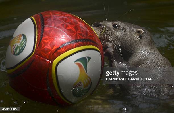 An otter plays with a football at the Santa Fe zoo in Medellin, Antioquia department, Colombia on June 12, 2014. AFP PHOTO/Raul ARBOLEDA