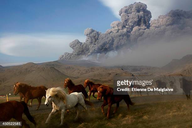 Herds of horses run to an other pasture south of Iceland's Eyjafjallajokull volcano as it erupts again on May 8, 2013 in Reykjavik, Iceland.