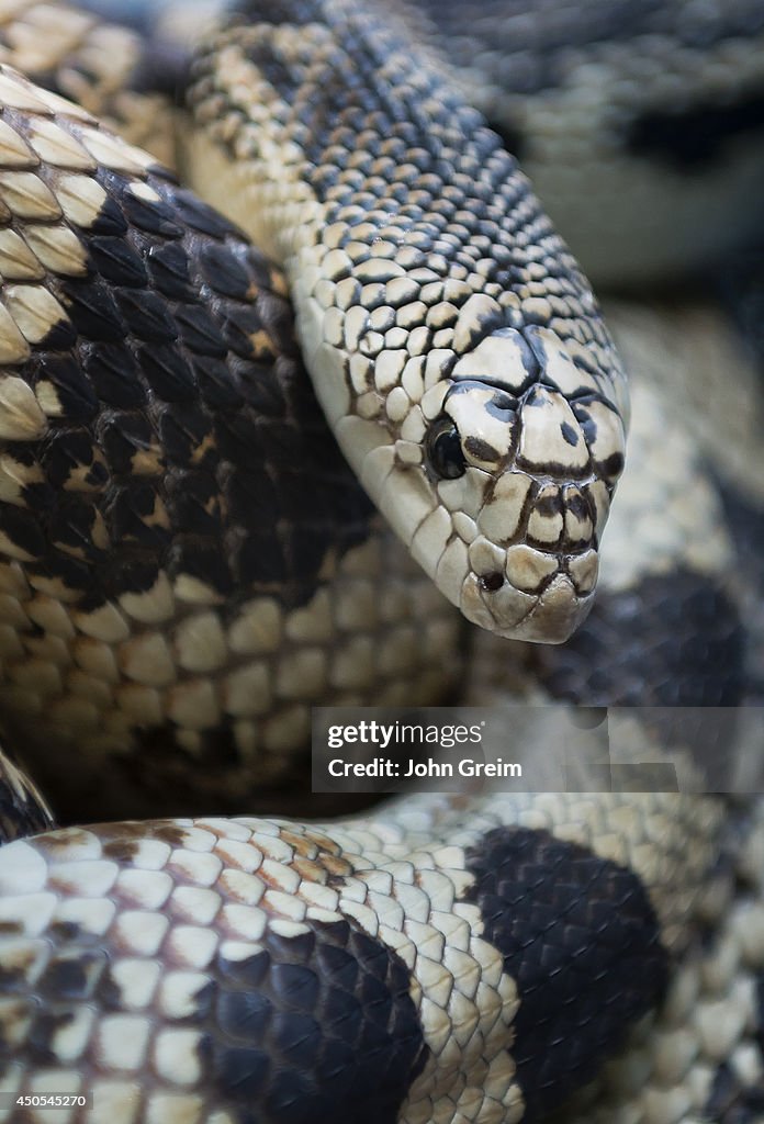 Northern Pine Snake...