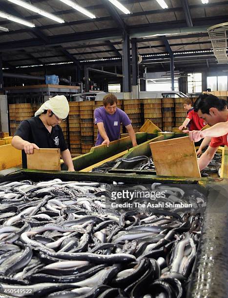 Workers prepare for shipment of 'Isshiki Unagi' on June 12, 2014 in Nishio, Aichi, Japan. The Japanese eel has been named an endangered species on an...