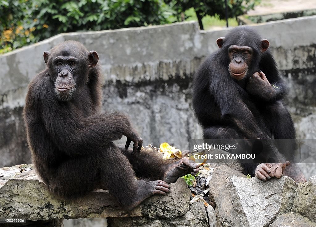 ICOAST-ANIMAL-ZOO