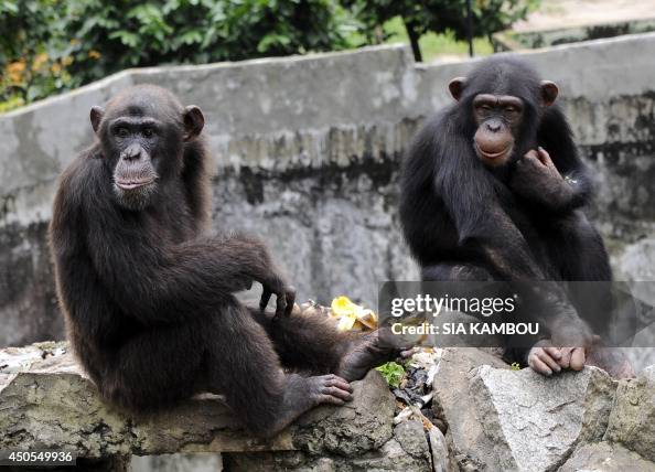 ICOAST-ANIMAL-ZOO ICOAST-ANIMAL-ZOO