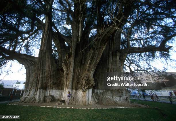 Scenic view of a man standing under a large Montezuma cypress tree, named El Arbol del Tule, in Oaxaca. Santa Maria del Tule, Mexico 12/3/1988 -...