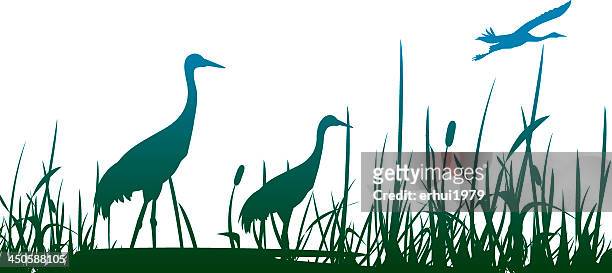 three crowned cranes in a marshy area with one flying - reed grass family stock illustrations