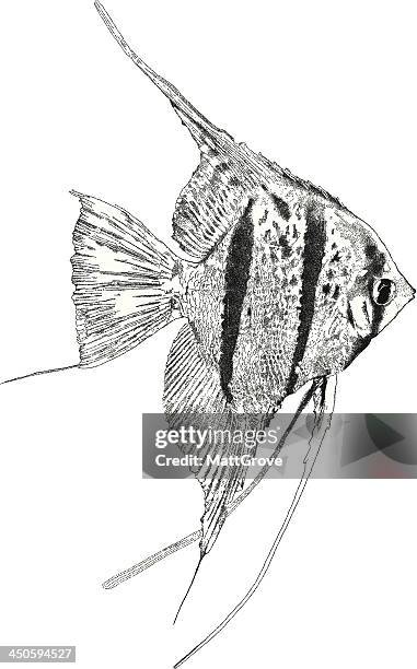 angel fish - angelfish stock illustrations