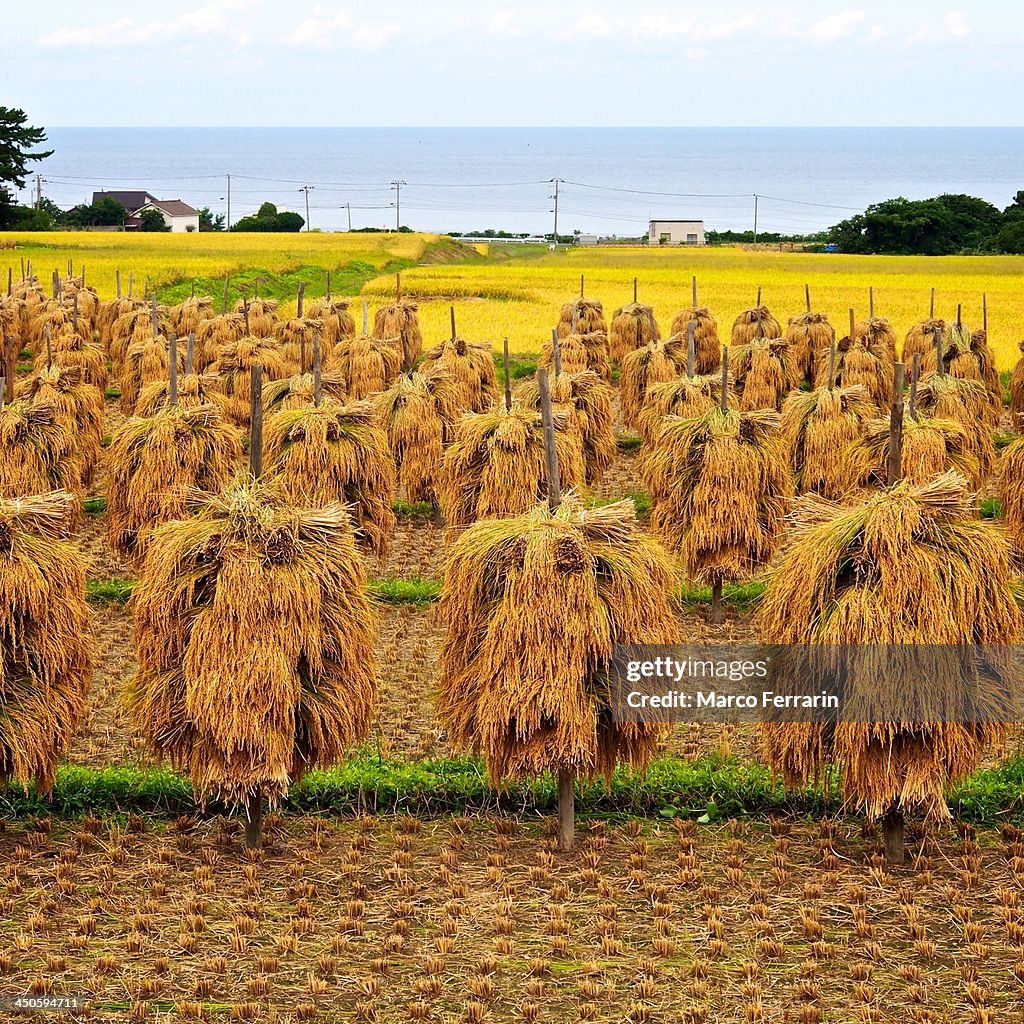 Harvest