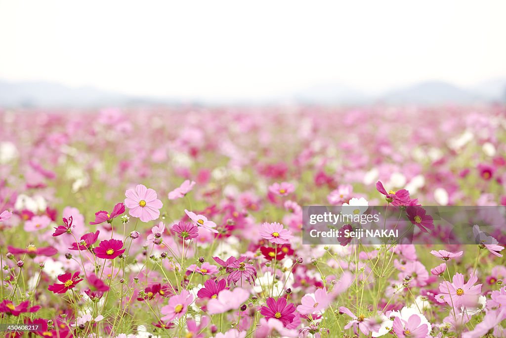 Pink meadow