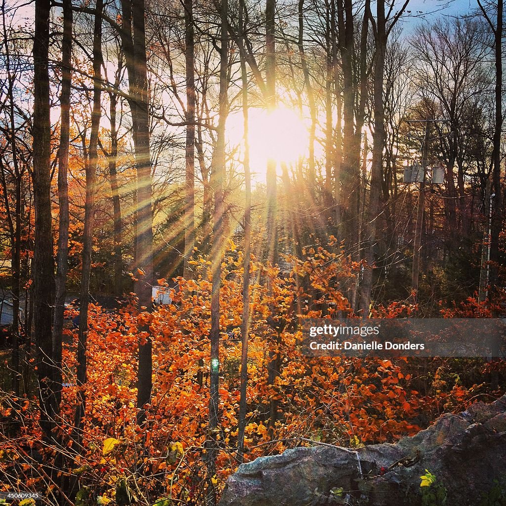 Sunset through the autumn trees