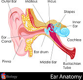 Anatomy of the human ear concept