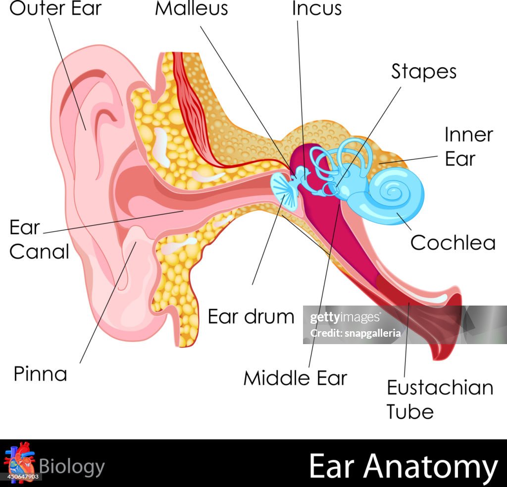 1 Ear Anatomy Of The Human Ear Concept High-Res Vector Graphic - Getty Images
