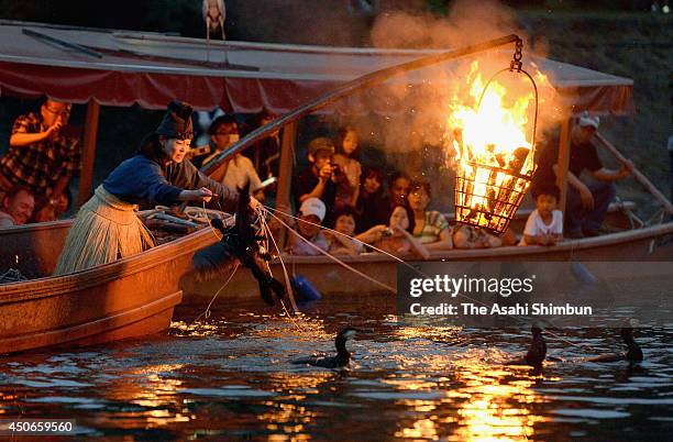 Fishermen, known as Cormorant Fishing Masters, use cormorant birds or 'U' during the 'Ukai' or cormorant fishing at Uji River on June 15, 2014 in...