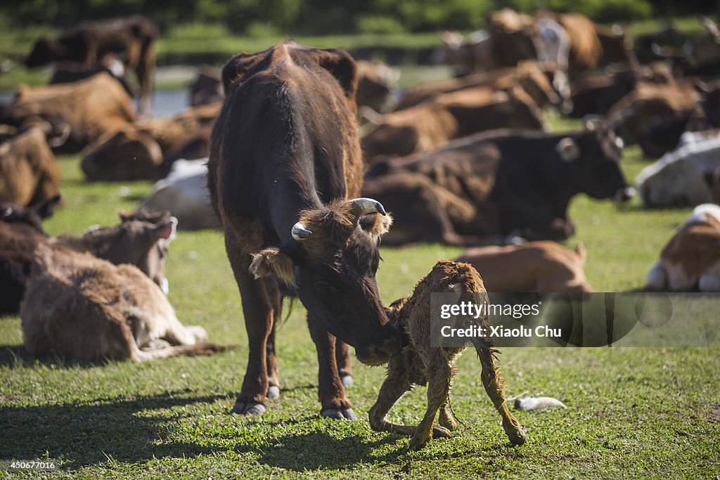 Xinjiang Kazak Herdsmen Summer Migration