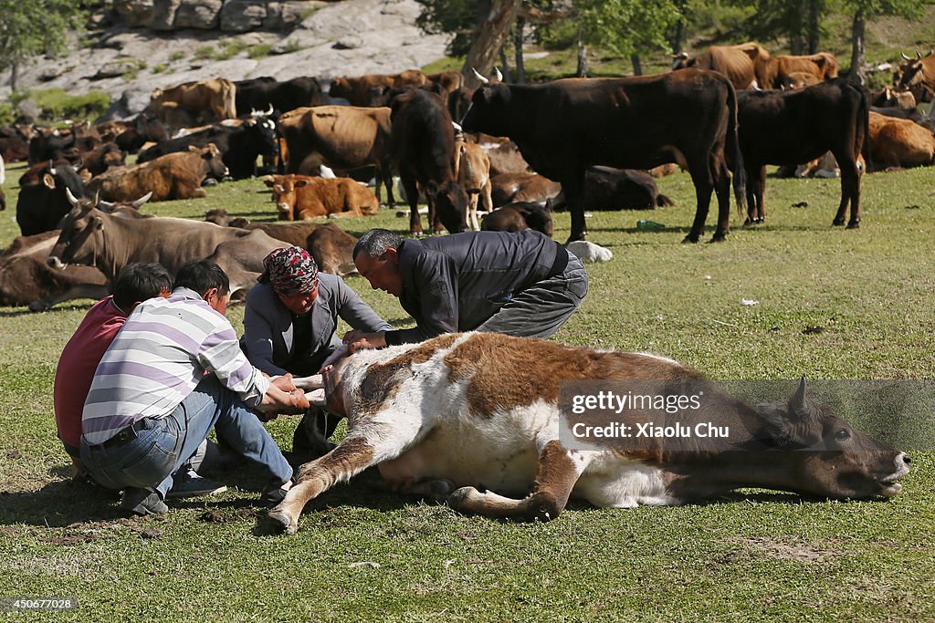 Xinjiang Kazak Herdsmen Summer Migration