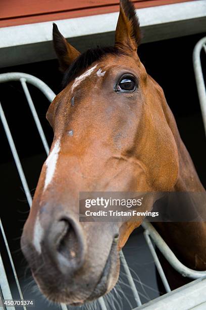 Horses arrive at the stables as the finishing touches are added ahead of Royal Ascot 2014 at Ascot Racecourse on June 16, 2014 in Ascot, England.