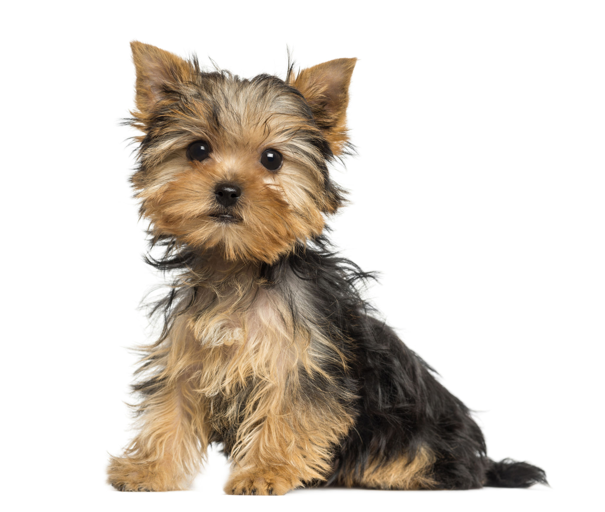 yorkshire terrier puppy