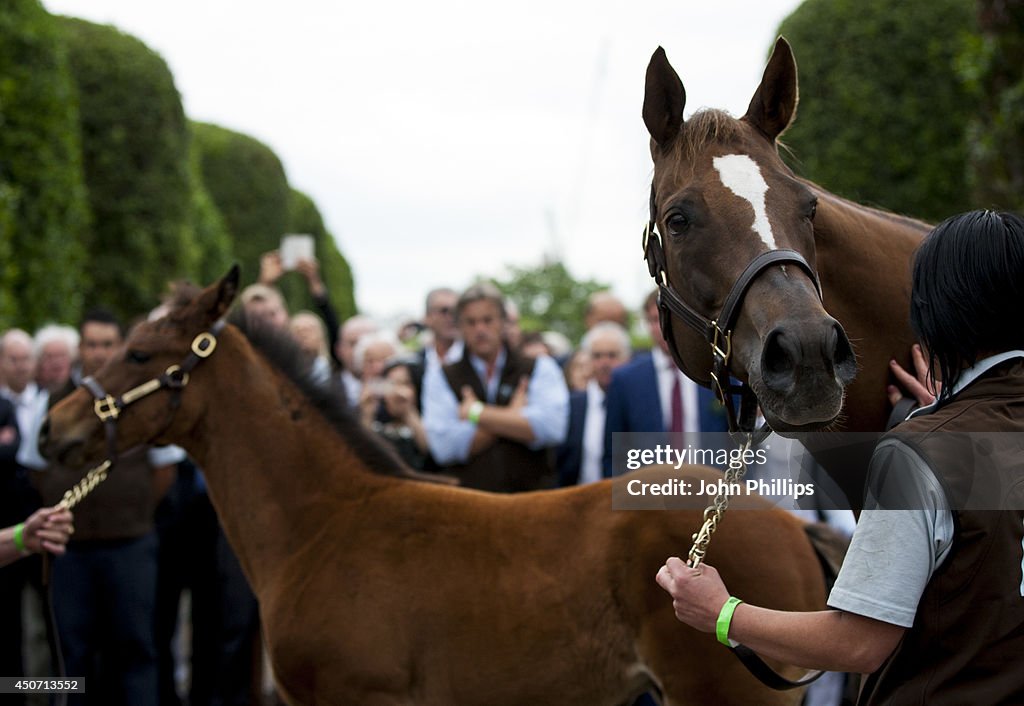 First Frankel Foal To Be Sold