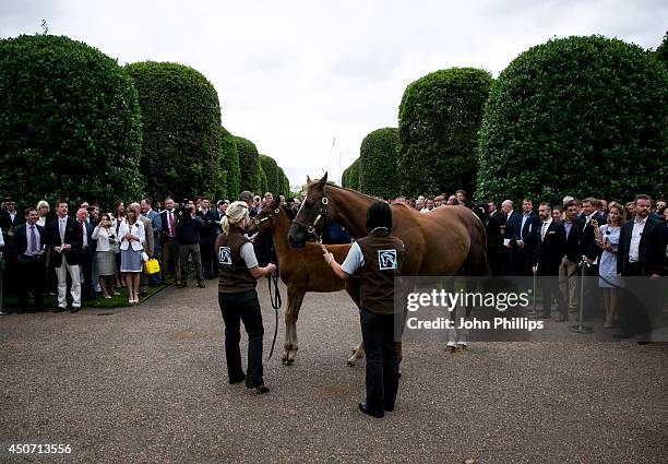 People watch as the unnamed three-month-old foal, fathered by racehorse Frankel and Mother Crystal Gaze walk at The Orangery on June 16, 2014 in...