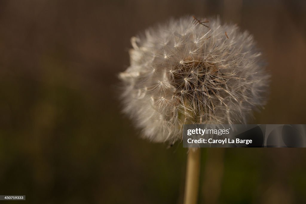 Dandelion