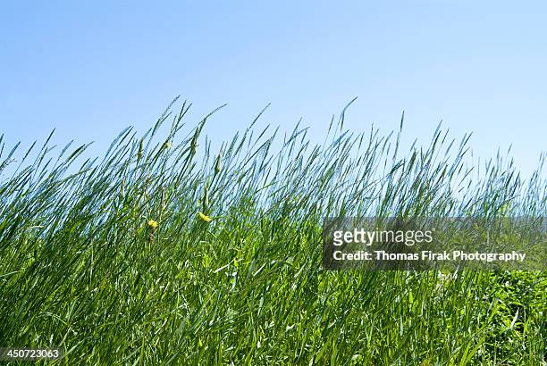 summertime grass and blue sky -  firak stock pictures, royalty-free photos & images