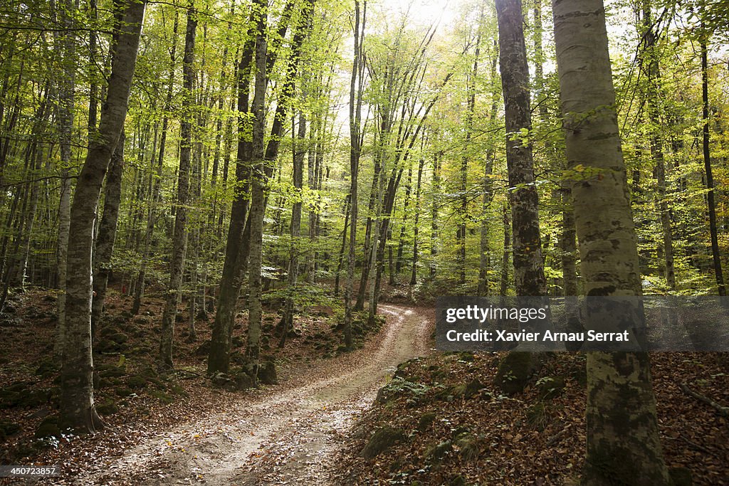 Path to the beech forest